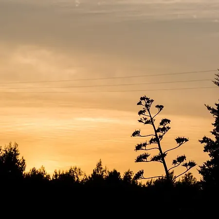 Duje Ribnica 奥布罗瓦茨